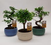 Bonsai Mix in 15cm Ceramic 'Lily' Pot image