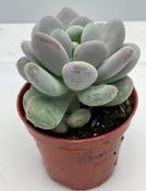 Pachyphytum oviferum in 8.5cm Pot image