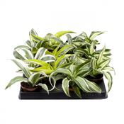 Dracaena (Dragon Tree) Mix in 6cm Pot, Height 7cm