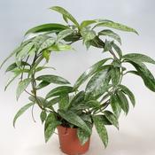 Hoya 'Silver Spot' 12cm Pot With Hoop