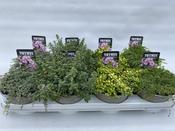 Thymus praecox (Creeping Thyme) Mix 13cm/14cm Pot image
