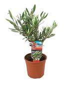 Olea europaea (Olive Tree) Bush in 14cm Pot