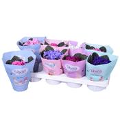 Streptocarpus / Saintpaulia (African Violet) Mix in 12cm Pot image