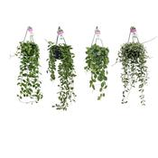 Dischidia Mix 14cm Hanging Pot image