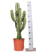 Euphorbia ingens / eritrea (Candelabra Tree / Cowboy Cactus) 21cm Pot, Height 70-75cm image