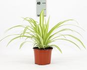Chlorophytum comosum 'Variegatum' (Variegated Spider Plant) in 12cm Pot image