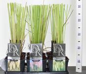 Cortaderia (Pampas Grass) Mix 2L Square Pot image