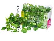 Epipremnum pinnatum (Scindapsus) ‘Global Green' in 15cm Hanging Pot image