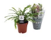 Nephrolepis cordifolia 'Duffii' (Duffy / Sword Fern) 12cm Pot image