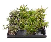 Rhipsalis (Mistletoe Cactus) Mix 6cm Pot image