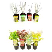 Acer palmatum (Japanese Maple) Mix in 15cm Pot image