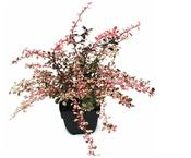 Berberis thunbergii 'Harlequin' (Japanese Barberry) 17cm Pot