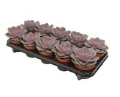 Echeveria 'Perle von Nurnberg' 10.5cm Pot image