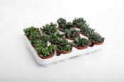 Adromischus Mix 8.5cm Pot image