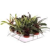 Bromeliad Mix in 5.5cm Pot image