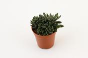 Crassula 'Crassimus' 8.5cm Pot image
