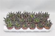 Echeveria 'Black Point' 8.5cm Pot image