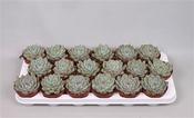 Echeveria lindsayana 9cm Pot image