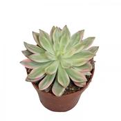 Echeveria 'Madiba' Variegata 8.5cm Pot image