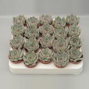 Echeveria secunda 5.5cm Pot image
