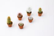 Cactus Mix In 3.5cm Terracotta Pot image