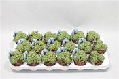Matucana polzii Cactus 8.5cm Pot image