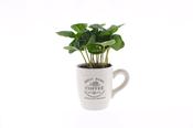 Coffea arabica (Coffee Plant) in 8cm Coffee Mug Pot image