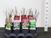 Acer palmatum (Japanese Maple) Mix in 10.5cm Pot image