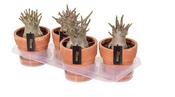 Adenium ansu 'Baobab' 17cm Terracotta Pot image