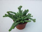 Crassula marnieriana 'Hottentot' in 11cm Pot image