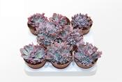 Echeveria 'Trumpet Pinky' 8.5cm Pot image