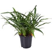 Aglaomorpha coronans (Snake Leaf Fern) 17cm Pot image