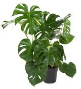 Monstera deliciosa (Swiss Cheese Plant) in 24cm Pot, Height 70-80cm image