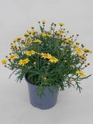 Argyranthemum frutescens (Marguerite Daisy) Yellow 19cm Pot image