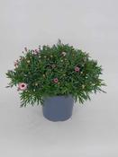 Argyranthemum frutescens (Marguerite Daisy) Pink 19cm Pot image