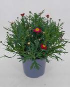 Argyranthemum frutescens (Marguerite Daisy) Red 19cm Pot image