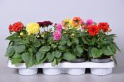 Dahlia 'Dahlietta' Mix 12cm Pot image