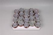 Echeveria lilacina 5cm Pot image