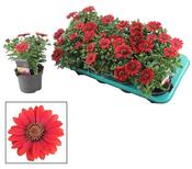 Osteospermum (African Daisy) Mix 12cm Pot image