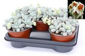 Pachyphytum oviferum in 14cm Pot image