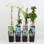 Wisteria Mix 2 Litre Pot, 4 Canes