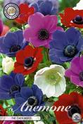 Anemone coronaria 'De Caen' Bulb Mix 15 Pack