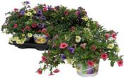 Citrus Mix in 15cm Pot image