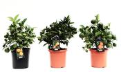 Citrus Mix in 15cm Pot image