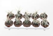 Tephrocactus papyracanthus (Paper Spine Cactus) 10.5cm Pot image