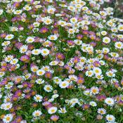 Erigeron karvinskianus 'Profusion' (Mexican Fleabane) 13cm Pot image