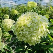 Hydrangea paniculata 'Limelight' In 5L Pot On Stem, Height 60cm image