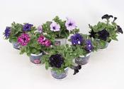 Petunia 'Sky Family Mix' in 10.5cm Pot image