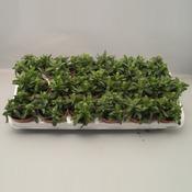 Crassula falcata 8.5cm Pot image