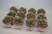 Mammillaria painteri in 8.5cm Pot image